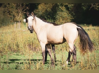 Berber, Hengst, 2 Jaar, 155 cm, Buckskin