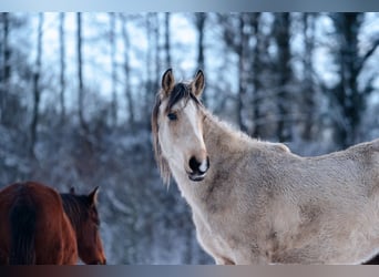 Berber, Hengst, 2 Jaar, 155 cm, Buckskin