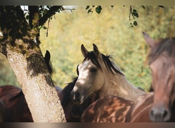 Berber, Hengst, 2 Jaar, 155 cm, Buckskin