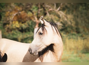 Berber, Hengst, 2 Jaar, 155 cm, Buckskin