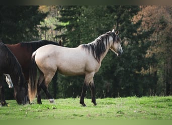 Berber, Hengst, 2 Jaar, 155 cm, Buckskin