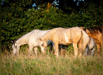 Berber, Hengst, 2 Jaar, 155 cm, Sabino