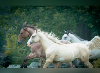 Berber, Hengst, 2 Jahre, 155 cm, Sabino