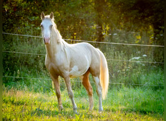 Berber, Hengst, 2 Jaar, 155 cm, Sabino