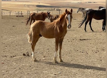 Berber, Hengst, 2 Jaar, 155 cm, Vos