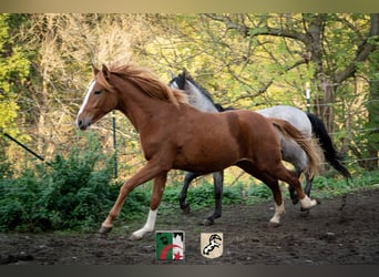 Berber, Hengst, 2 Jaar, 155 cm, Vos
