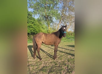 Berber, Hengst, 2 Jaar, Zwart