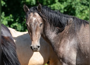 Berber, Hengst, 2 Jahre, 151 cm, Fliegenschimmel