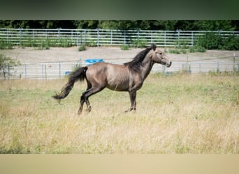 Berber, Hengst, 2 Jahre, 151 cm, Fliegenschimmel