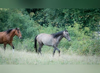 Berber, Hengst, 2 Jahre, 151 cm, Fliegenschimmel
