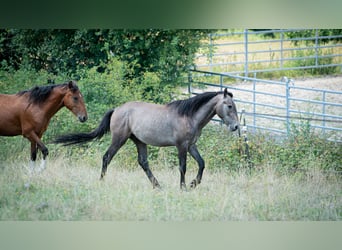 Berber, Hengst, 2 Jahre, 151 cm, Fliegenschimmel