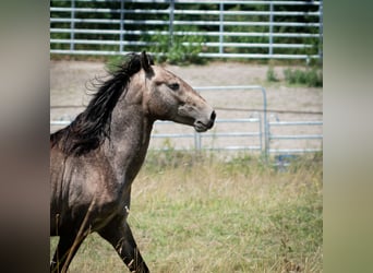 Berber, Hengst, 2 Jahre, 151 cm, Fliegenschimmel