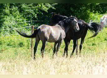 Berber, Hengst, 2 Jahre, 151 cm, Fliegenschimmel