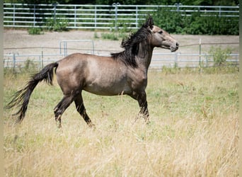 Berber, Hengst, 2 Jahre, 151 cm, Fliegenschimmel