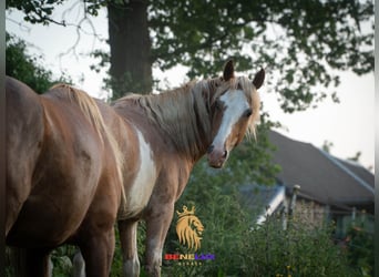 Berber, Hengst, 2 Jahre, 154 cm, Sabino