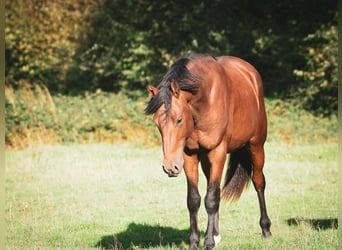Berber, Hengst, 2 Jahre, 155 cm, Brauner