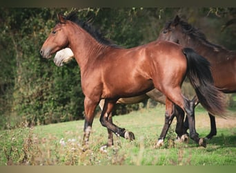 Berber, Hengst, 2 Jahre, 155 cm, Brauner