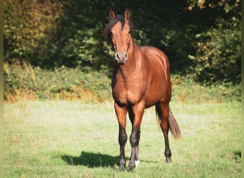 Berber, Hengst, 2 Jahre, 155 cm, Brauner