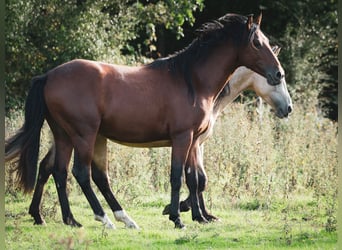 Berber, Hengst, 2 Jahre, 155 cm, Brauner