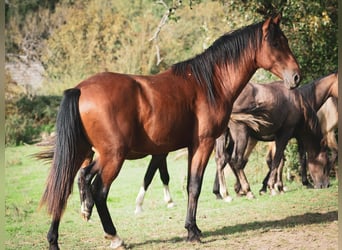 Berber, Hengst, 2 Jahre, 155 cm, Brauner