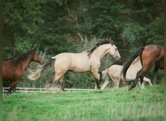 Berber, Hengst, 2 Jahre, 155 cm, Buckskin
