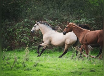 Berber, Hengst, 2 Jahre, 155 cm, Buckskin