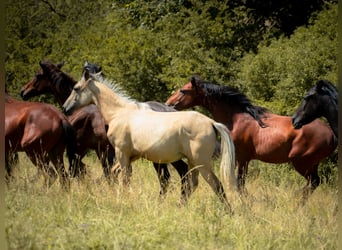 Berber, Hengst, 2 Jahre, 155 cm, Buckskin