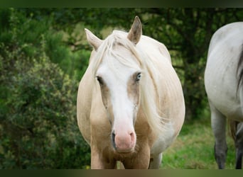 Berber, Hengst, 2 Jahre, 155 cm, Sabino