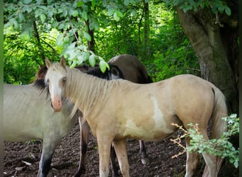 Berber, Hengst, 2 Jahre, 155 cm, Sabino