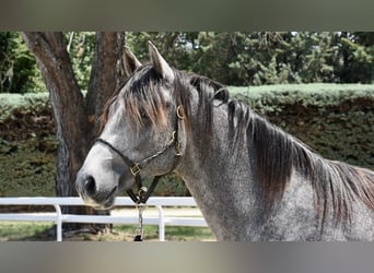 Berber, Hengst, 2 Jahre, 158 cm, Schimmel