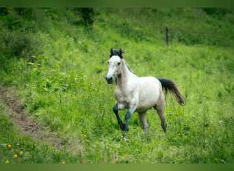 Berber, Hengst, 3 Jahre, 150 cm, Blauschimmel