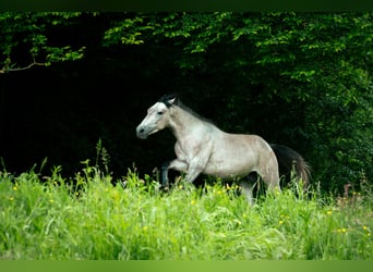 Berber, Hengst, 3 Jahre, 150 cm, Blauschimmel