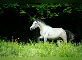 Berber, Hengst, 3 Jaar, 150 cm, Blauwschimmel