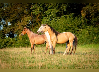 Berber, Hengst, 3 Jahre, 152 cm