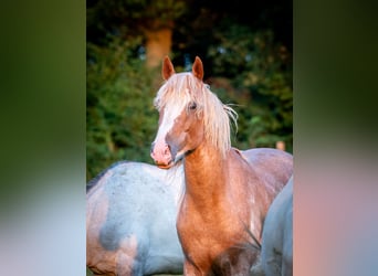 Berber, Hengst, 3 Jaar, 154 cm, Sabino