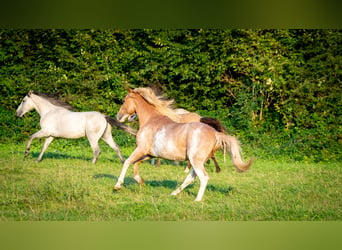 Berber, Hengst, 3 Jaar, 154 cm, Sabino