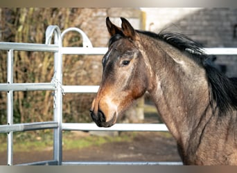 Berber, Hengst, 3 Jaar, 155 cm, Roan-Blue