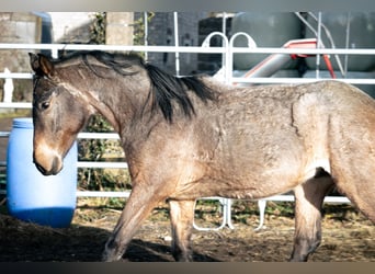 Berber, Hengst, 3 Jaar, 155 cm, Roan-Blue