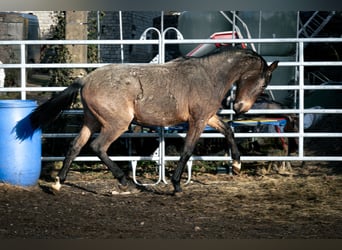 Berber, Hengst, 3 Jaar, 155 cm, Roan-Blue