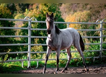 Berber, Hengst, 3 Jaar, 155 cm, Roan-Blue