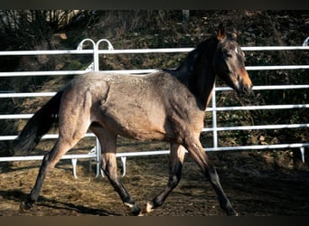 Berber, Hengst, 3 Jaar, 155 cm, Roan-Blue