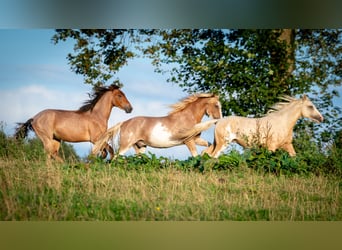 Berber, Hengst, 3 Jaar, 155 cm, Sabino