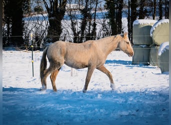 Berber, Hengst, 3 Jaar, 155 cm, Sabino