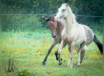 Berber, Hengst, 3 Jaar, 155 cm, Sabino