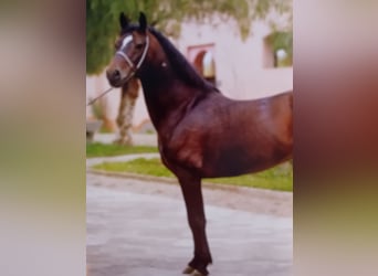 Berber, Hengst, 3 Jahre, 155 cm, Schwarzbrauner