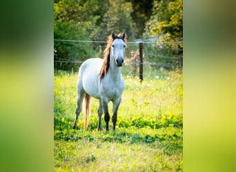 Berber, Hengst, 3 Jahre, 150 cm, Blauschimmel