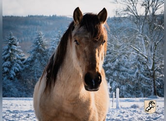 Berber, Hengst, 3 Jahre, 152 cm, Buckskin