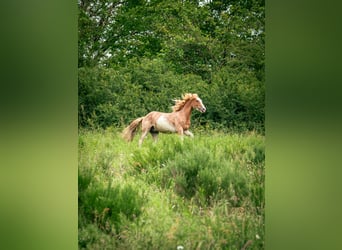 Berber, Hengst, 3 Jahre, 154 cm, Sabino