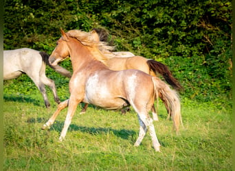 Berber, Hengst, 3 Jahre, 154 cm, Sabino