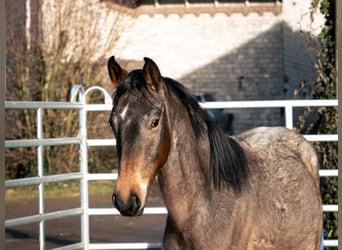 Berber, Hengst, 3 Jahre, 155 cm, Roan-Blue